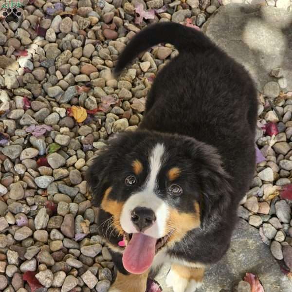 Gwen, Bernese Mountain Dog Puppy